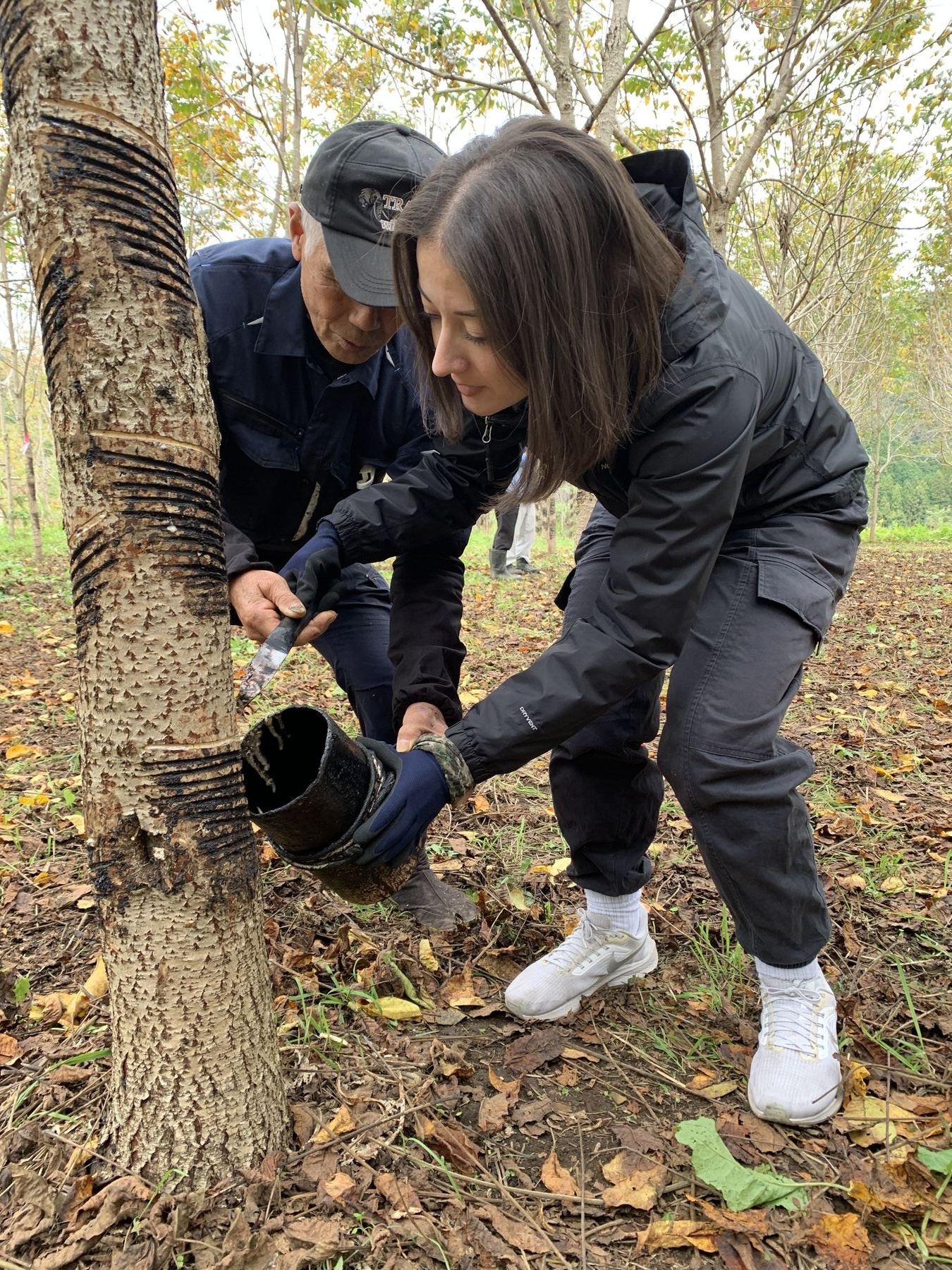 Participant tapping urushi tree with artisan, Daigo